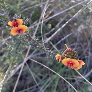 Dillwynia sericea at Hackett, ACT - 14 Oct 2022