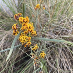 Daviesia leptophylla (Slender Bitter Pea) at Hackett, ACT - 13 Oct 2022 by RAT70