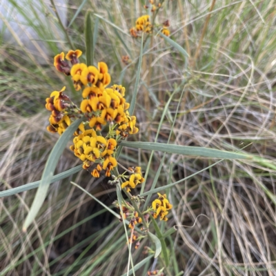 Daviesia leptophylla (Slender Bitter Pea) at Hackett, ACT - 13 Oct 2022 by RAT70