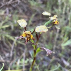 Diuris pardina (Leopard Doubletail) at Hackett, ACT - 13 Oct 2022 by RAT70