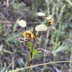 Diuris pardina at Hackett, ACT - 14 Oct 2022