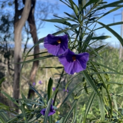 Solanum linearifolium (Kangaroo Apple) at Hackett, ACT - 13 Oct 2022 by RAT70