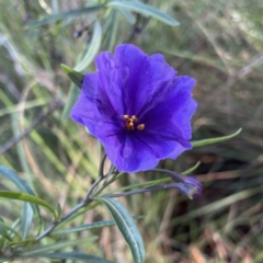 Solanum linearifolium at Hackett, ACT - 14 Oct 2022 08:33 AM