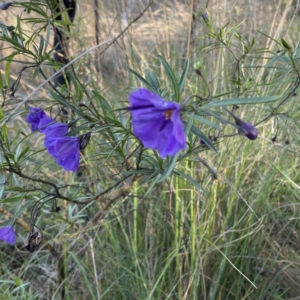 Solanum linearifolium at Hackett, ACT - 14 Oct 2022 08:33 AM