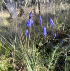 Stypandra glauca at Hackett, ACT - 14 Oct 2022 08:46 AM