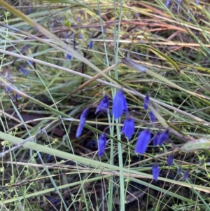 Stypandra glauca at Hackett, ACT - 14 Oct 2022