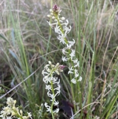 Stackhousia monogyna (Creamy Candles) at Hackett, ACT - 13 Oct 2022 by RAT70