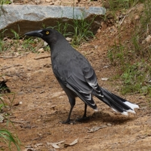 Strepera versicolor at Coree, ACT - 13 Oct 2022