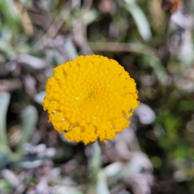 Leptorhynchos squamatus subsp. squamatus (Scaly Buttons) at Mitchell, ACT - 14 Oct 2022 by trevorpreston