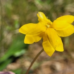 Goodenia pinnatifida at Mitchell, ACT - 14 Oct 2022