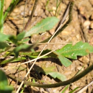 Goodenia pinnatifida at Mitchell, ACT - 14 Oct 2022