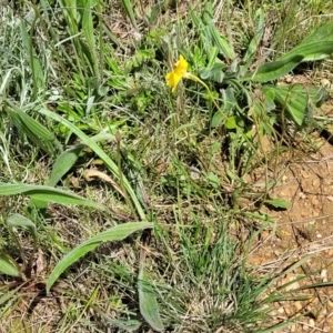 Goodenia pinnatifida at Mitchell, ACT - 14 Oct 2022