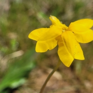 Goodenia pinnatifida at Mitchell, ACT - 14 Oct 2022