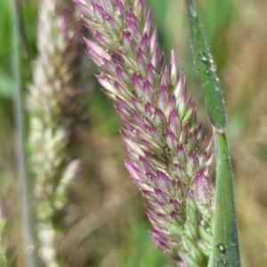 Holcus lanatus at Mitchell, ACT - 14 Oct 2022