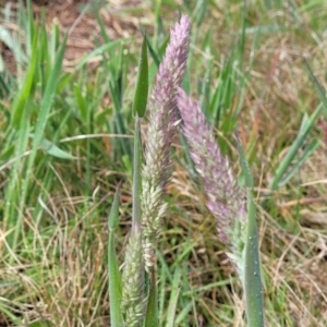 Holcus lanatus at Mitchell, ACT - 14 Oct 2022