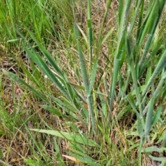 Holcus lanatus at Mitchell, ACT - 14 Oct 2022