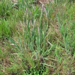 Holcus lanatus at Mitchell, ACT - 14 Oct 2022