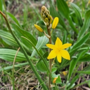 Bulbine bulbosa at Mitchell, ACT - 14 Oct 2022