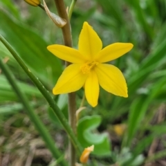 Bulbine bulbosa at Mitchell, ACT - 14 Oct 2022