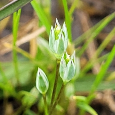 Moenchia erecta (Erect Chickweed) at Crace Grasslands - 14 Oct 2022 by trevorpreston