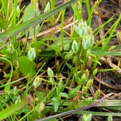 Moenchia erecta at Mitchell, ACT - 14 Oct 2022