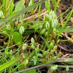 Moenchia erecta at Mitchell, ACT - 14 Oct 2022