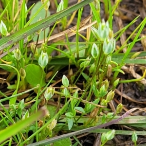 Moenchia erecta at Mitchell, ACT - 14 Oct 2022