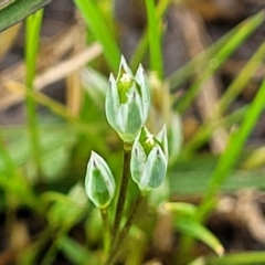 Moenchia erecta at Mitchell, ACT - 14 Oct 2022 12:54 PM