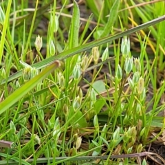 Moenchia erecta at Mitchell, ACT - 14 Oct 2022