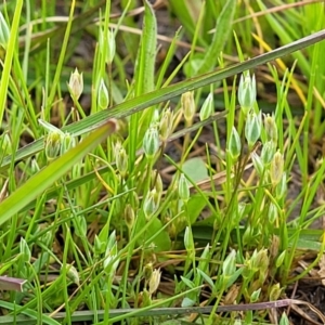 Moenchia erecta at Mitchell, ACT - 14 Oct 2022 12:54 PM