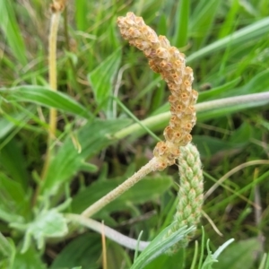 Plantago varia at Mitchell, ACT - 14 Oct 2022 12:52 PM