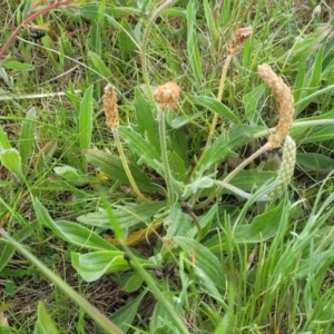 Plantago varia at Mitchell, ACT - 14 Oct 2022 12:52 PM