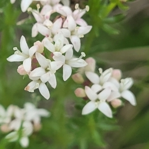 Asperula conferta at Mitchell, ACT - 14 Oct 2022