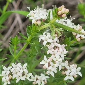 Asperula conferta at Mitchell, ACT - 14 Oct 2022