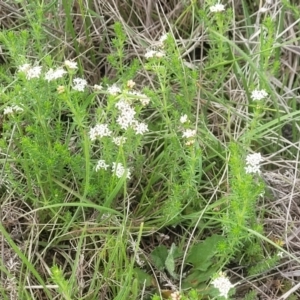 Asperula conferta at Mitchell, ACT - 14 Oct 2022