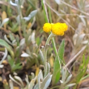 Chrysocephalum apiculatum at Mitchell, ACT - 14 Oct 2022 12:50 PM