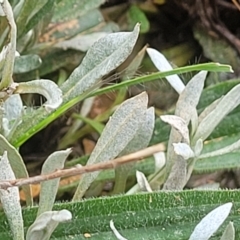 Chrysocephalum apiculatum at Mitchell, ACT - 14 Oct 2022