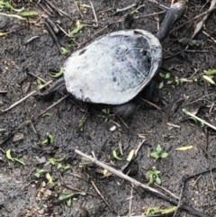 Chelodina longicollis (Eastern Long-necked Turtle) at Michelago, NSW - 14 Oct 2022 by Nockels