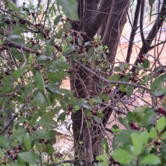 Pittosporum tenuifolium at Watson, ACT - 13 Oct 2022