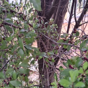 Pittosporum tenuifolium at Watson, ACT - 13 Oct 2022