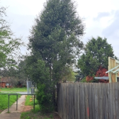 Pittosporum tenuifolium at Watson, ACT - 13 Oct 2022