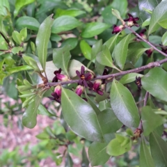 Pittosporum tenuifolium at Watson, ACT - 13 Oct 2022