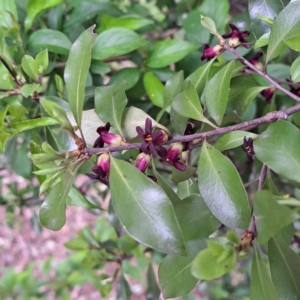 Pittosporum tenuifolium at Watson, ACT - 13 Oct 2022