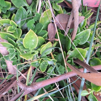 Aptenia cordifolia (Baby Sun Rose, Heartleaf Ice Plant) at Watson, ACT - 12 Oct 2022 by abread111