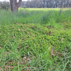 Aptenia cordifolia at Watson, ACT - 13 Oct 2022