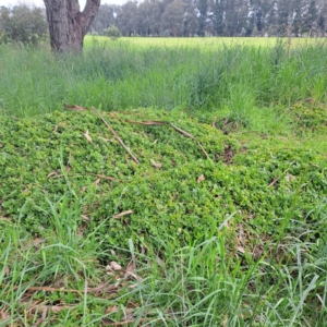 Aptenia cordifolia at Watson, ACT - 13 Oct 2022