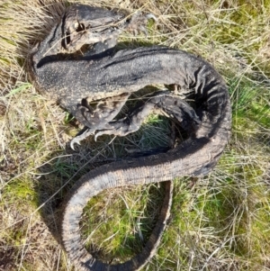 Varanus rosenbergi at Mount Clear, ACT - suppressed