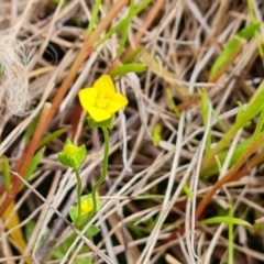 Cicendia quadrangularis (Oregon Timwort) at Jerrabomberra, ACT - 14 Oct 2022 by Mike