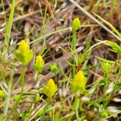 Cicendia quadrangularis at Jerrabomberra, ACT - 14 Oct 2022