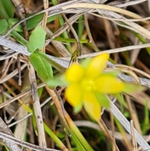 Sebaea ovata at Jerrabomberra, ACT - 14 Oct 2022 02:58 PM